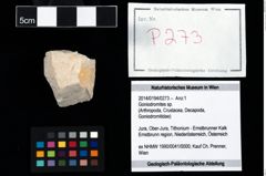 Foto (Objekt + Etikett) von Goniodromites sp.  (NHMW-GEO-2014-0194-0273)